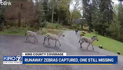 Zebra continues to evade capture in North Bend