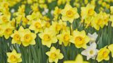 When should you transplant daffodils?