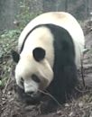 Xiang Xiang (giant panda, born 2017)