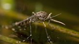 Residents of swamped Texas city face inundation of mosquitoes after recent storms: 'The mosquito season is always bad, but right now it's worse'