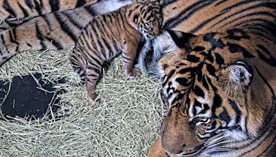 Good luck finding anything cuter today than the San Diego zoo's new tiger cub