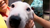 Play an important role in fostering a pet from Animal Services - KVIA