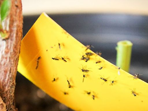 How to Get Rid of Gnats in Your Home and Keep Them From Coming Back