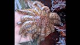 ‘Unprecedented’ find on Oregon coast offers ‘glimmer of hope’ for endangered sea star
