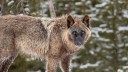 Colorado Wolf Kills Calf in the Same County Where Reintroduction Occurred