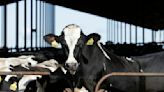 Bird flu in Iowa cows presents 'unanswered questions' as officials try to control the virus