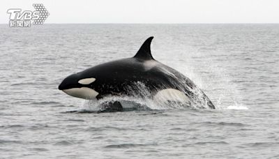 海底下的頂級掠食者 殺人鯨與探險家的正面交鋒