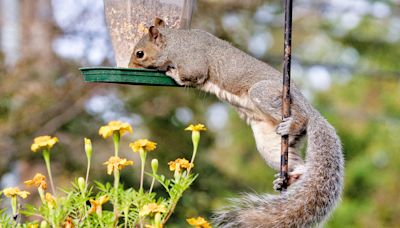 Keep Pesky Squirrels Out of Bird Feeders with These 8 Expert Tips