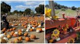 Diversión otoñal: Miles de calabazas te esperan en el Harvest Fest de Julian, California