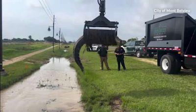 Alligator pulled from ditch with a grapple truck in Texas