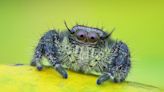 Woman Makes Plea To Find Perfect Name for Tiny Spider Who Lost 2 Legs