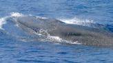 Gulf of Mexico whale needs human help to avoid extinction