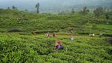 Sri Lanka's tea producers warn 70% wage hike will hit industry