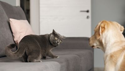 Video of Golden Retriever ‘Slow Motion Wrestling’ Maine Coon Cat Is Full of Drama