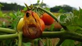 Gardener discovers gargantuan insect devouring their plants: ‘Put a collar and a leash on it’