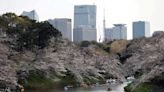 ¿Cómo son los cerezos de Tokio? Los lugares de ‘hanami’ más populares desde el período Edo