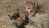 First-Time Cheetah Mom Gives Birth to 4 Cute Cubs at Omaha Zoo