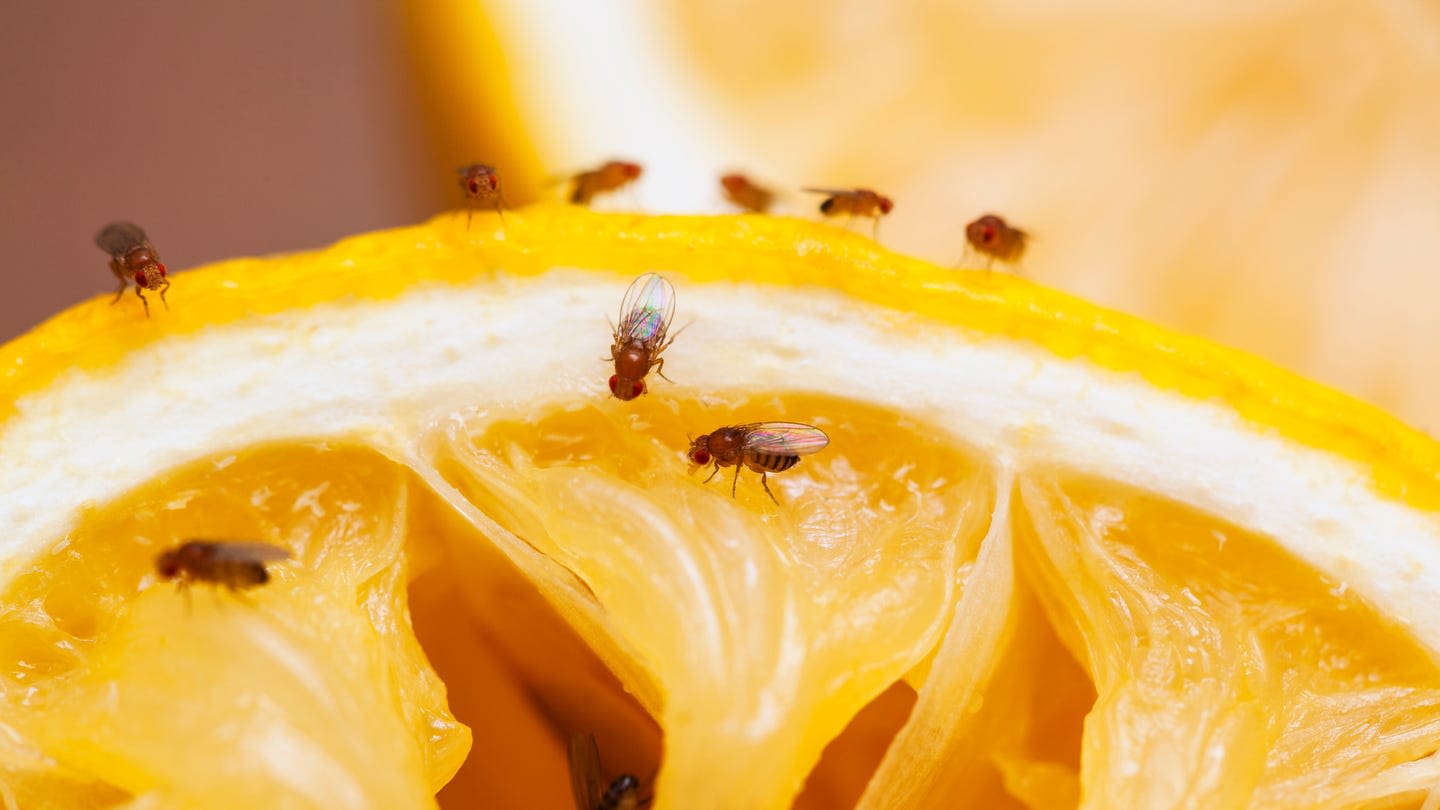 How To Get Rid Of Fruit Flies So They NEVER Come Back