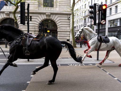 Four injured as runaway military horses bolt through central London