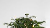 Before you gift that Norfolk Island Pine, you should know this