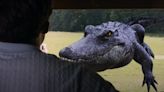 Bad CGI Gator Trailer Delivers on Creature Feature Movie’s Promise