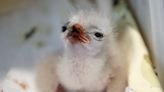 Wetlands & Wildlife Care Center breaks egg-citing news of new arrivals — baby hawks