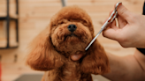 Standard and Toy Poddle Getting Identical Haircuts Are Two Sizes of Cuteness Overload