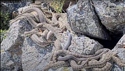 Watch stunning rattlesnake "mega-den" with Project RattleCam researchers