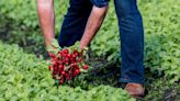 Migrant workers on British farms trapped in ‘debt bondage’, MPs told