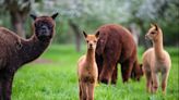 USDA confirms bird flu in alpacas in Idaho