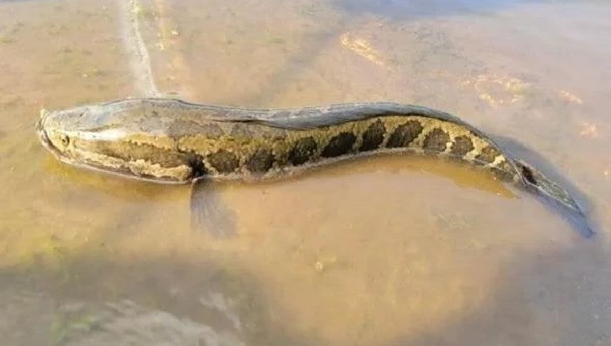 Snake-Headed Fish That Can Breathe Air And Slither On Land Caught In Missouri