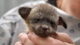 Photos: Meet the newest members of the Cincinnati Zoo family during Zoo Babies