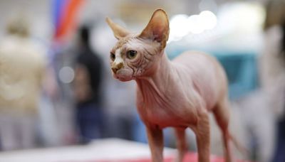 This popular cat breed has a much shorter lifespan than others, new research shows