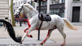 Army horses run amok in London after being spooked by falling rubble