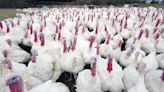 Bird flu spreads to commercial turkey, backyard flocks in Iowa