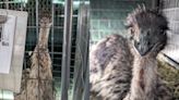 Stray emus found running loose at Zilker Park: AAC