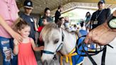 Children meet miniature horse