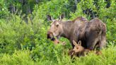 Man Killed by Moose While Trying to Photograph Newborn Calves
