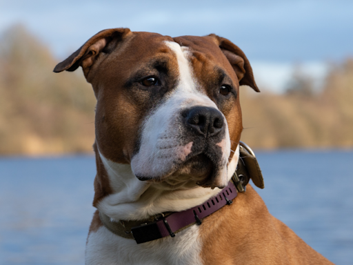 Precious Tripod Dog in Philadelphia Shelter Sits & Hopes All Day for Someone to Love Him