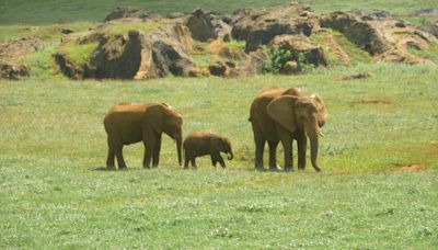 Este parque en España "rompió las estadísticas" de reproducción de elefantes. ¿Cuál es el secreto de su éxito?