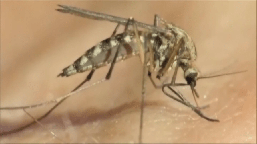 First West Nile-positive mosquitoes found in Illinois