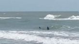 Shark attacks reported at Texas' South Padre Island; 2 people bitten, at least 1 severely