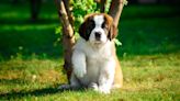 St. Bernard Puppy Sweetly Snuggles Up to New Friend During Puppy Yoga