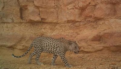 Al rescate genético de los últimos leopardos de Arabia