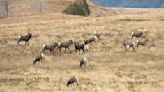 Doug Leier: Bighorn sheep continue to thrive in North Dakota