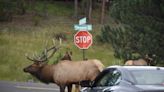 Colorado drivers kill thousands of wildlife each year. Here's how to prevent those crashes