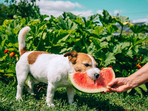 Can Dogs Eat Watermelon?