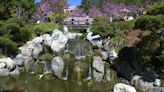 Cherry Blossom Festival kicks off at Japanese Friendship Garden and Museum