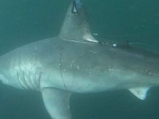 A pregnant shark was tagged and monitored for 5 months, then disappeared. Scientists now know its fate