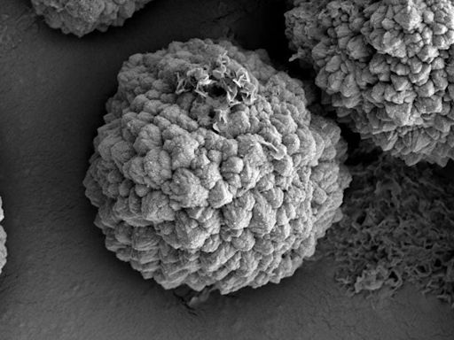 ‘Raspberry Mineral’ Could Be Evidence Of Microbial Life On Early Earth And Other Worlds